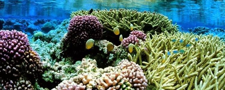 Hikkaduwa Marine National Park