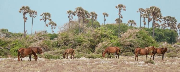 Delft National Park