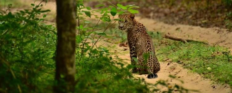 Wilpattu National Park