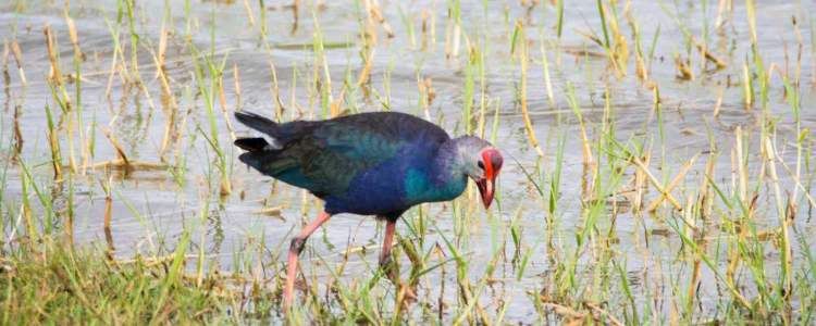 Wilpattu National Park