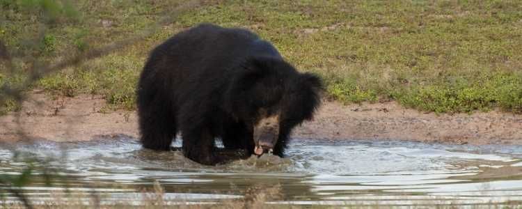 Wilpattu National Park