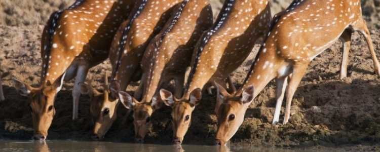 Minneriya National Park