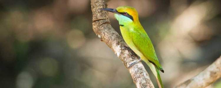 Minneriya National Park