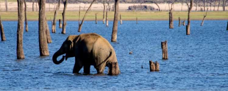 Minneriya National Park