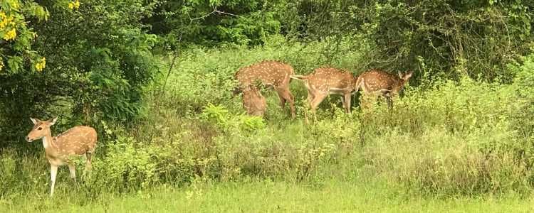 Lunugamvehera National Park