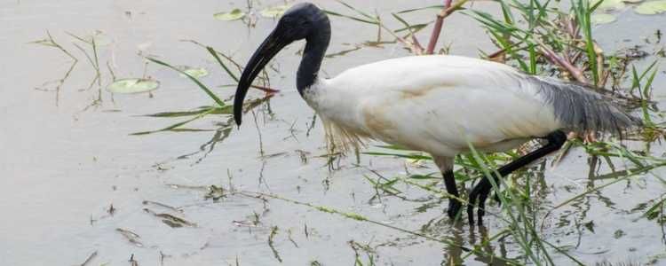 Lunugamvehera National Park