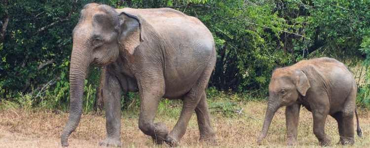 Udawalawe National Park