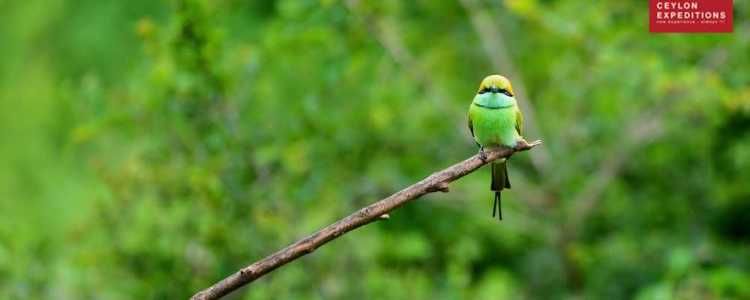 Bundala National Park