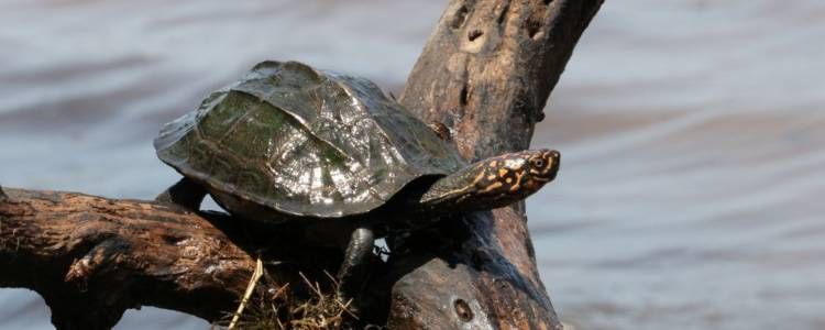 Bundala National Park