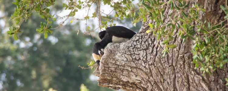 Bundala National Park