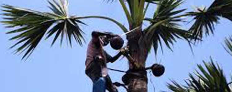 Sri Lanka Palmyra Tree based industry