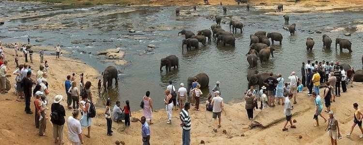 Elephant Orphanage Pinnawala Sri Lanka