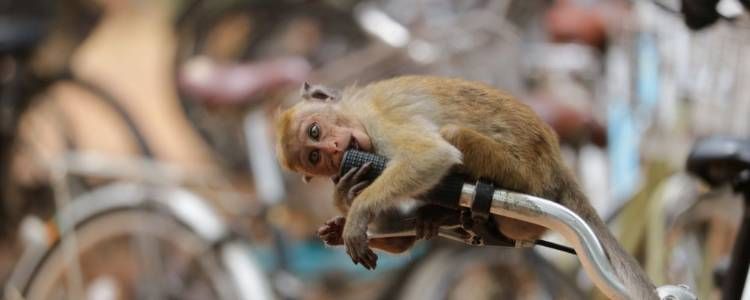 Primates in Sri Lanka