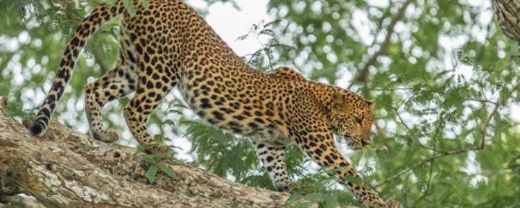 Sri Lankan Leopard