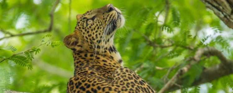 Sri Lankan Leopard