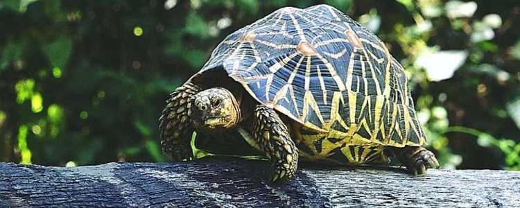 Turtles of Sri Lanka