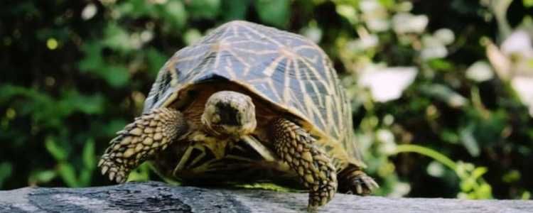 Turtles of Sri Lanka