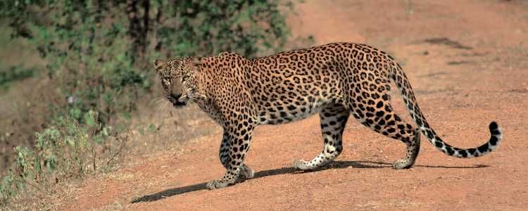 Sri Lanka Big Five leopard Tiger