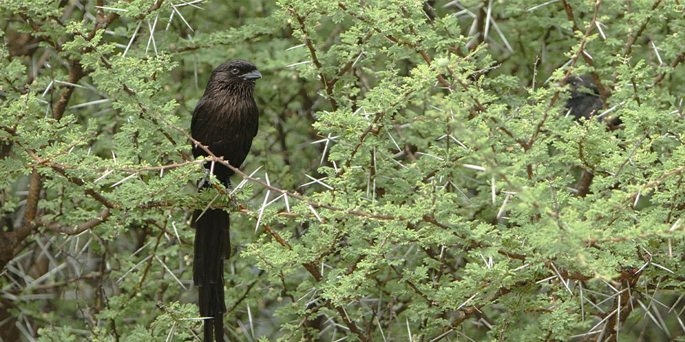 Endemic Birds of Sri Lanka Image