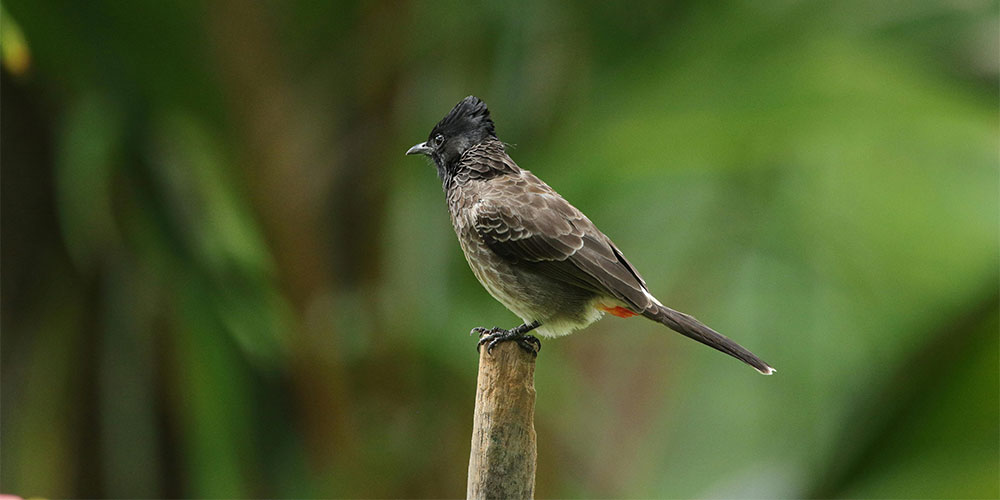 Endemic Birds of Sri Lanka Image