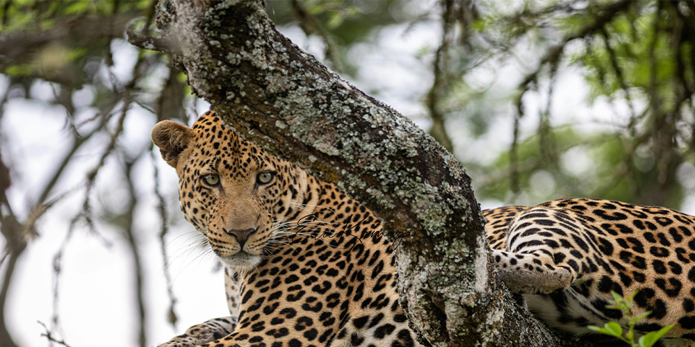 Sri Lankan Leopard Image