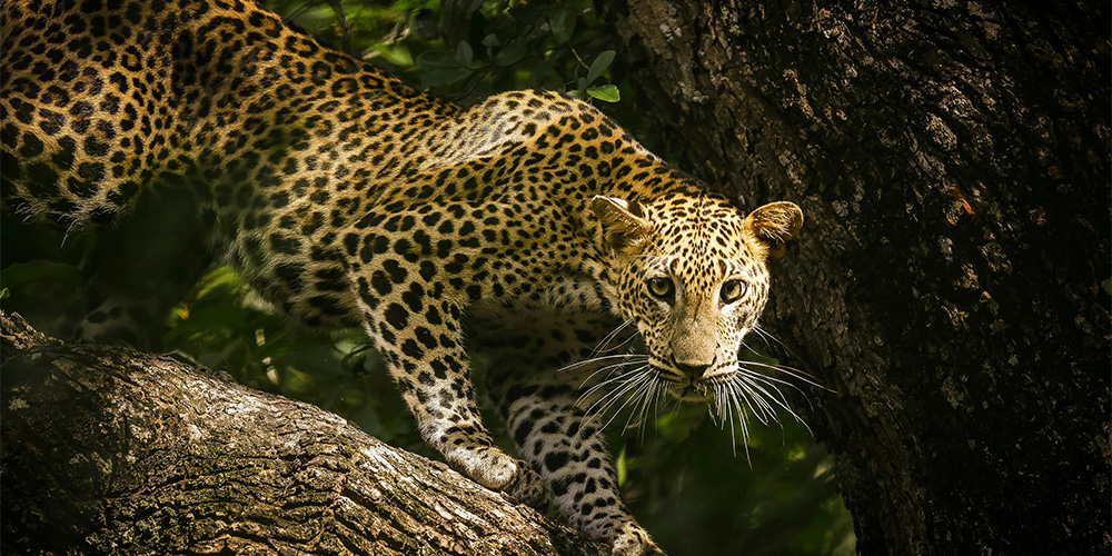 Sri Lankan Leopard Image