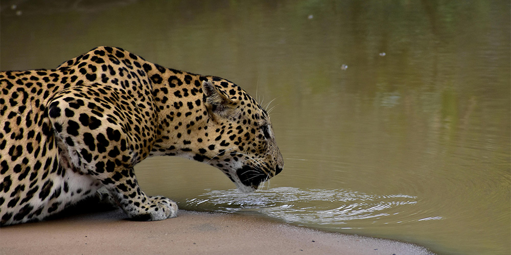 Sri Lankan Leopard Image