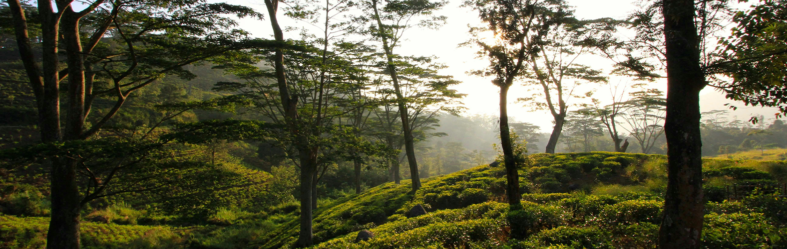 Sacred City of Kandy Image