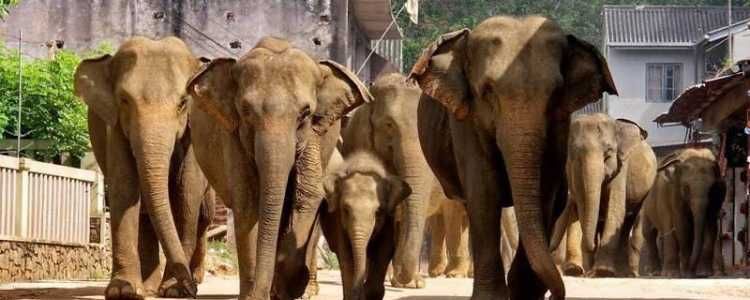 src="https://www.ceylonexpeditions.com/medias/media/big/633/pinnawala-elephnat-orphanage-sri-lanka-dayc432-1.jpg"