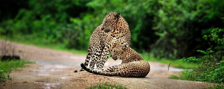 src="https://www.ceylonexpeditions.com/medias/media/big/291/31-2-1.jpg"