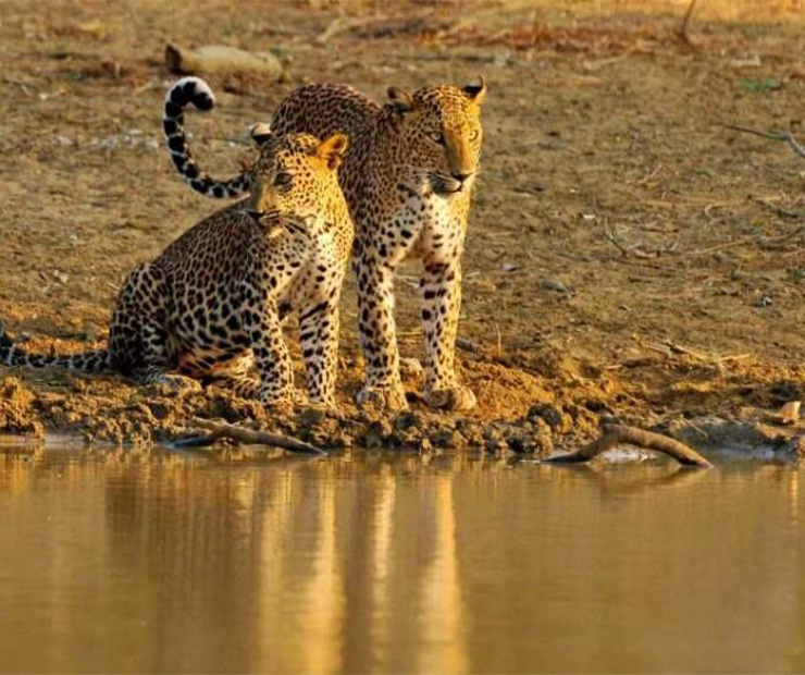 Safari Jeep Prices increased Sri Lanka