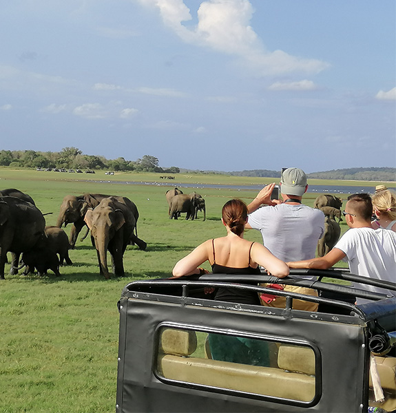 tourists-capture-pictures-of-elephants-at-minneriya-safari