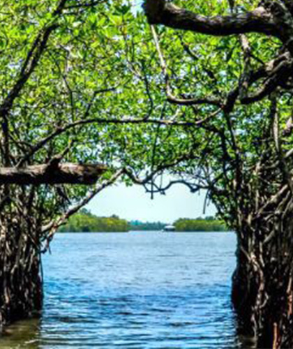 Madu River Boat Safari Sri Lanka