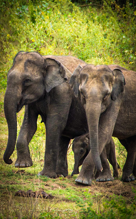 Wildlife Photography Tours Sri Lanka