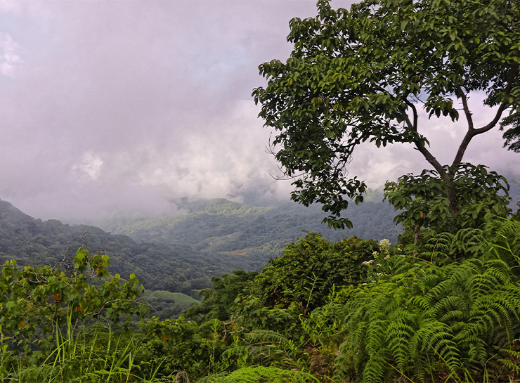 Sinharaja Rain Forest Sri Lanka