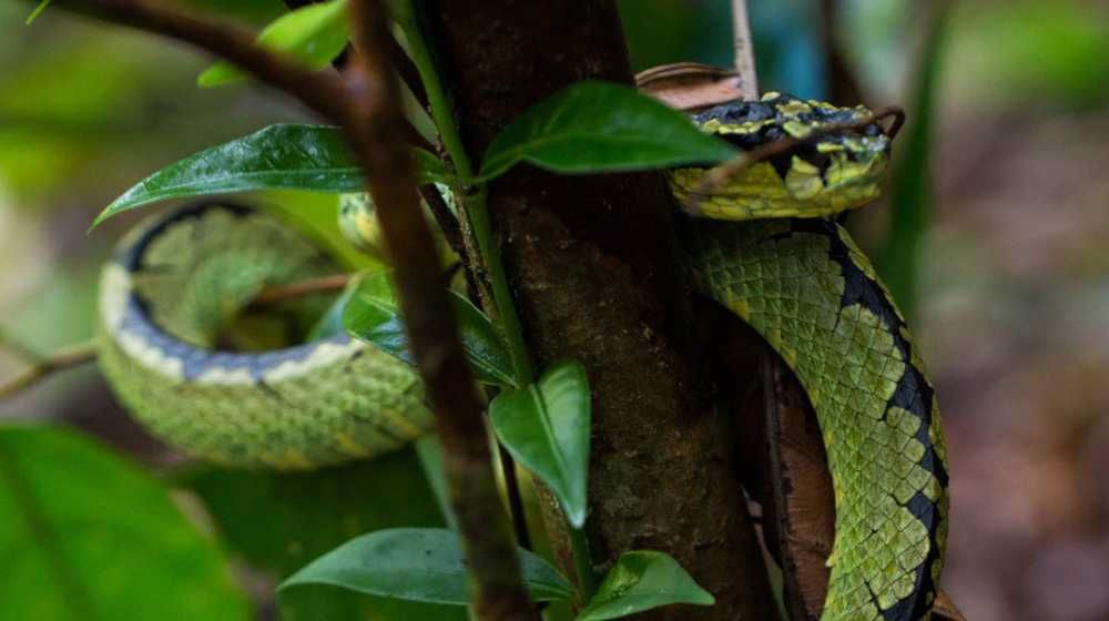 Sinharaja Rain Forest Sri Lanka Image