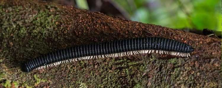 Sinharaja Rain Forest Sri Lanka Image