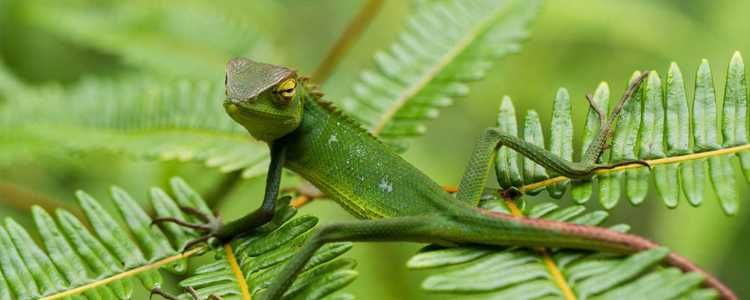 Sinharaja Rain Forest Sri Lanka Image