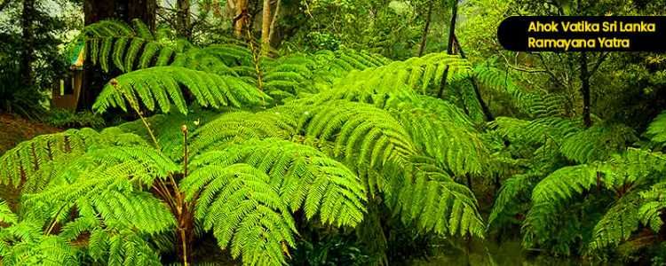 Hakgala Botanical Gardens Image