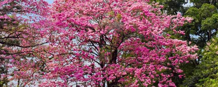 Royal Botanic Gardens Kandy Sri Lanka Image