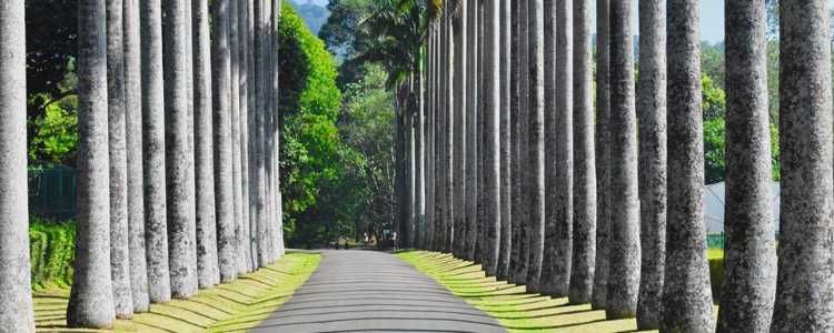 Royal Botanic Gardens Kandy Sri Lanka Image