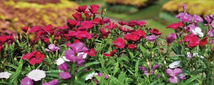 Royal Botanic Gardens Kandy Sri Lanka Image