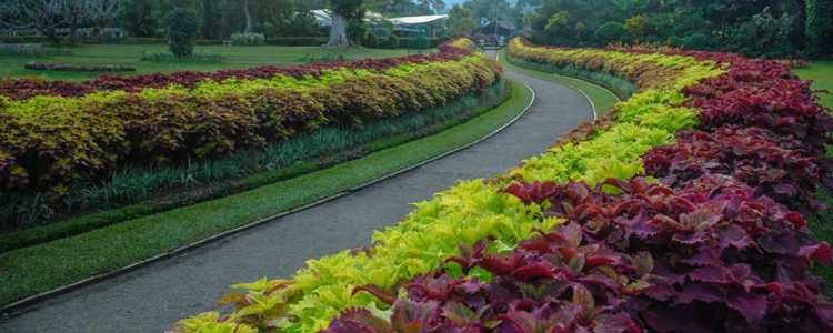 Royal Botanic Gardens Kandy Sri Lanka Image
