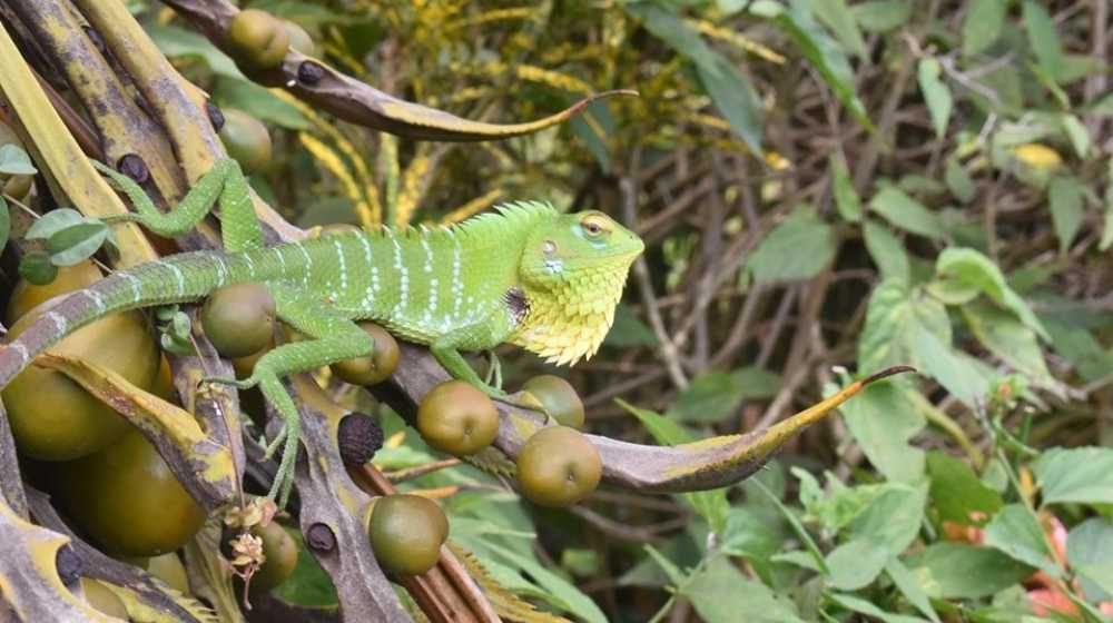 Ganewatta Medicinal Plant Garden