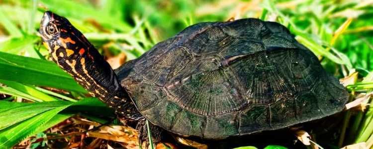 Maduru Oya National Park Image
