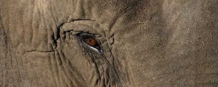 Maduru Oya National Park Image