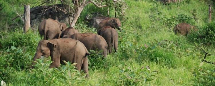 Somawathiya National Park Image