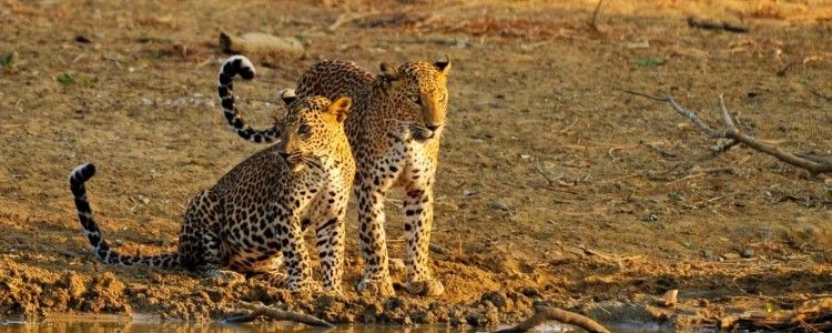 Yala Strict Nature Reserve Image