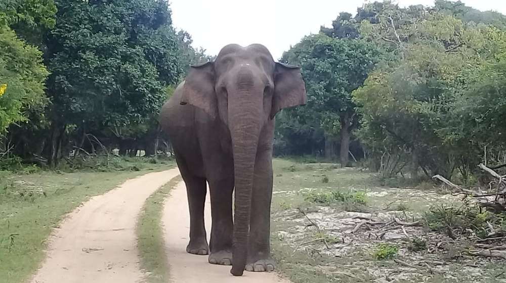 Yala Strict Nature Reserve Image