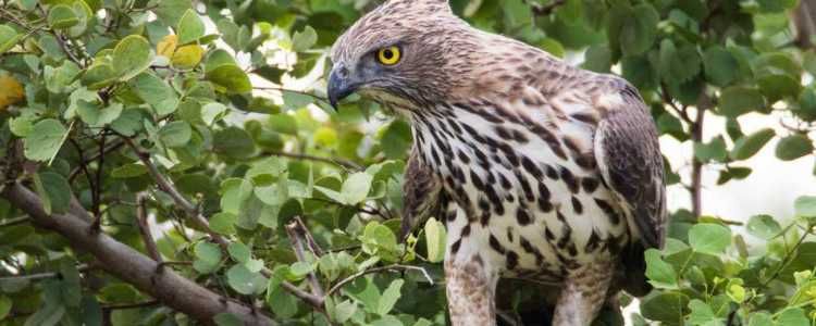 Chundikulam National Park Image